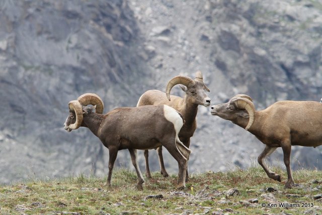 Bighorn Sheep, Rocky Mt National Park, CO, 8-5-13, Ja_37909.jpg