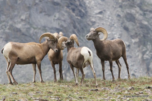 Bighorn Sheep, Rocky Mt National Park, CO, 8-5-13, Ja_37914.jpg