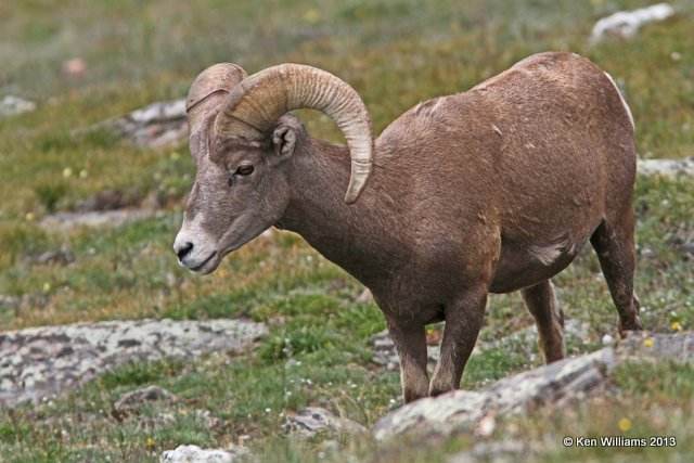 Bighorn Sheep, Rocky Mt National Park, CO, 8-5-13, Ja_37958.jpg