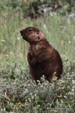 Black-tailed Prairie Dog - dark individual, Theodore Roosevelt National Park - South Unit, ND, 7-29-13, Ja_35084.jpg