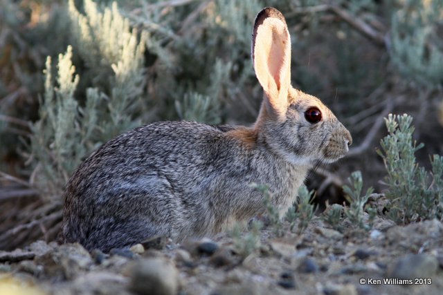 Desert Cottontail, Riverton, WY, 8-1-13, Ja_35808.jpg