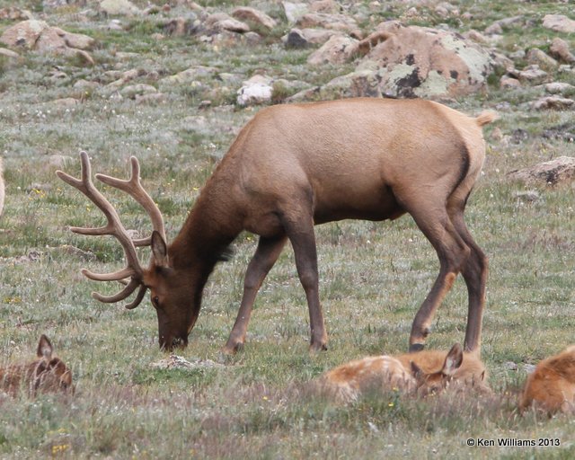 Elk bull, Rocky Mt National Park, CO, 8-5-13, Ja_37969.jpg