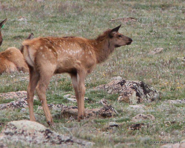 Elk calf, Rocky Mt National Park, CO, 8-5-13, Ja_37984.jpg