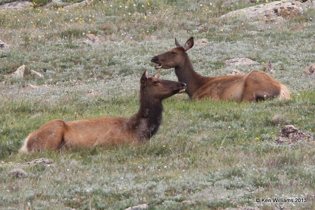 Elk cows, Rocky Mt National Park, CO, 8-5-13, Ja_37979.jpg