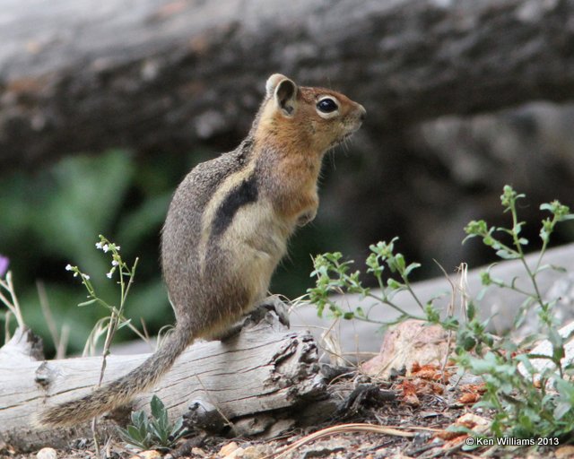 Golden-mantled Ground Squirrel, Rocky Mt National Park, CO, 8-5-13, Ja_37318.jpg