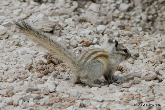 Least Chipmunk, Badland National Park, SD, 7-27-13, Ja_34456.jpg