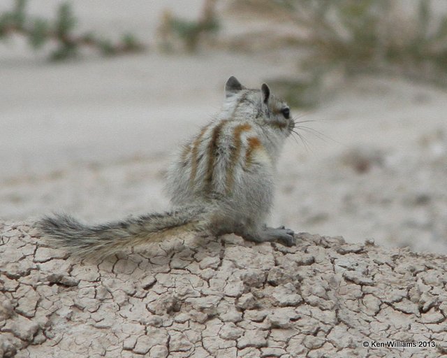 Least Chipmunk, Badland National Park, SD, 7-27-13, Ja_34458.jpg