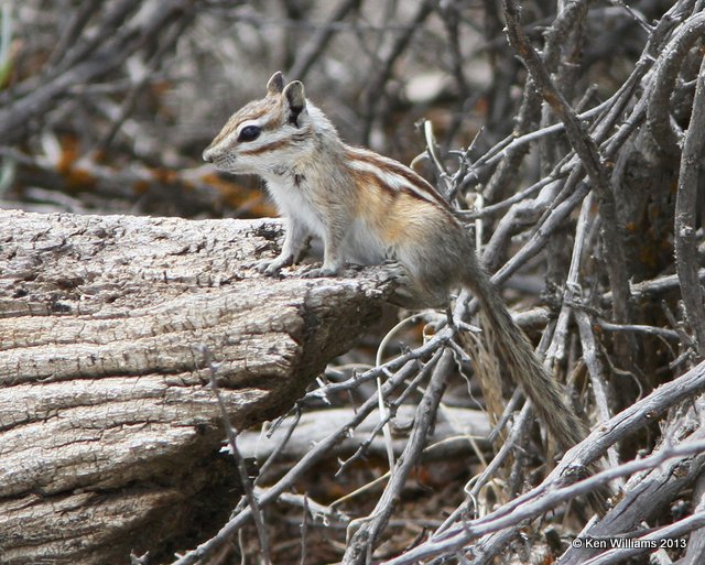 Least Chipmunk, Seedskadee National Wildlife Refuge, WY, 8-1-13, Ja_35994.jpg