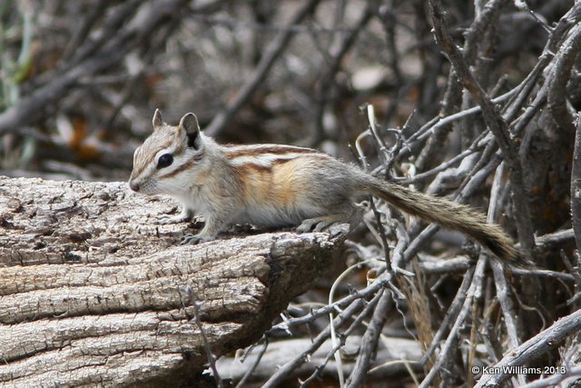 Least Chipmunk, Seedskadee National Wildlife Refuge, WY, 8-1-13, Ja_35997.jpg