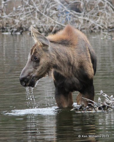 Moose calf, Rocky Mt National Park, CO, 8-6-13, Ja_38116.jpg