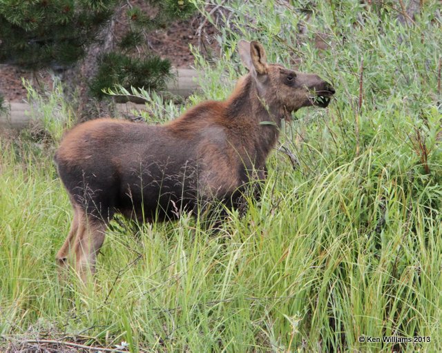 Moose calf, Rocky Mt National Park, CO, 8-6-13, Ja_38142.jpg