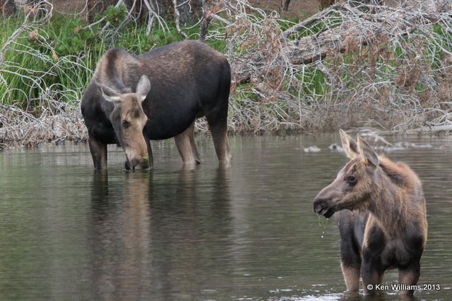 Moose cow, Rocky Mt National Park, CO, 8-6-13, Ja3_38086_26.jpg