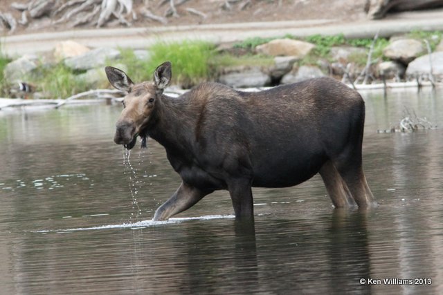 Moose cow, Rocky Mt National Park, CO, 8-6-13, Ja_38104.jpg