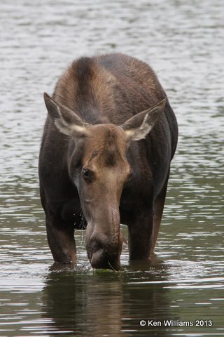 Moose cow, Rocky Mt National Park, CO, 8-6-13, Ja_38247.jpg