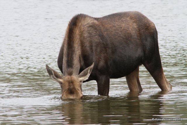 Moose cow, Rocky Mt National Park, CO, 8-6-13, Ja_38253.jpg