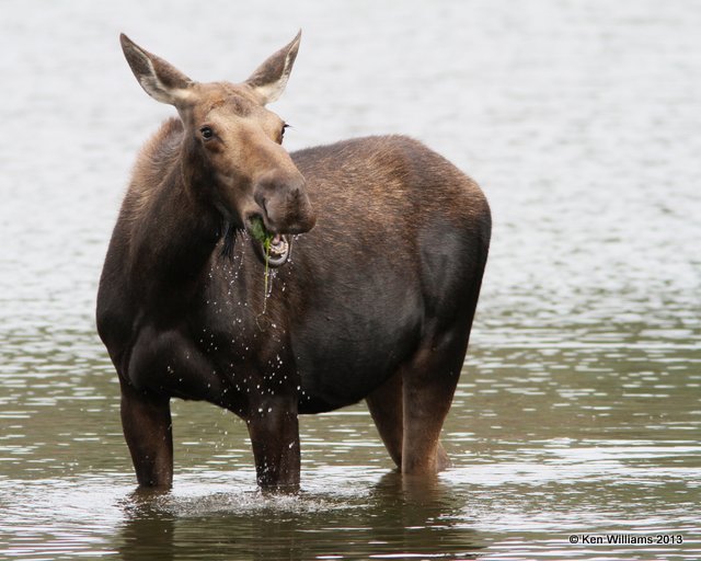 Moose cow, Rocky Mt National Park, CO, 8-6-13, Ja_38254.jpg