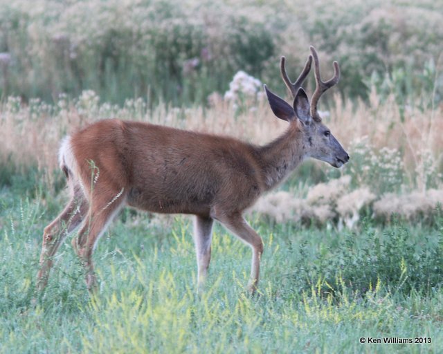 Mule Deer buck, Riverton, WY, 8-1-13, Ja_35789.jpg