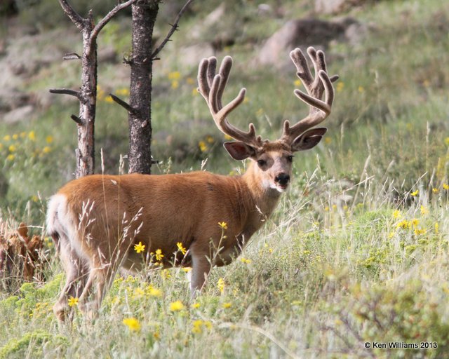 Mule Deer buck, Rocky Mt National Park, CO, 8-5-13, Ja_37384.jpg