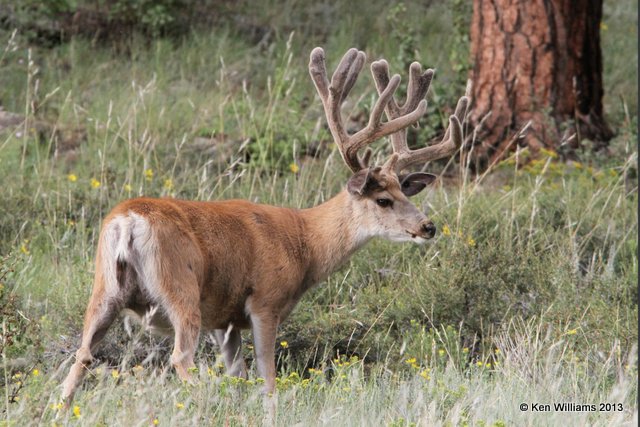 Mule Deer buck, Rocky Mt National Park, CO, 8-5-13, Ja_37406.jpg