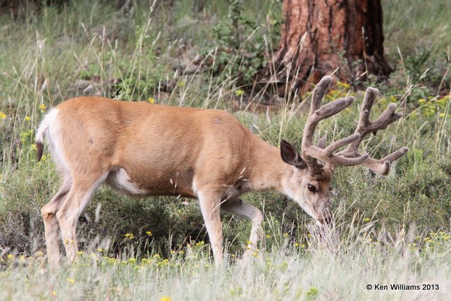 Mule Deer buck, Rocky Mt National Park, CO, 8-5-13, Ja_37419.jpg