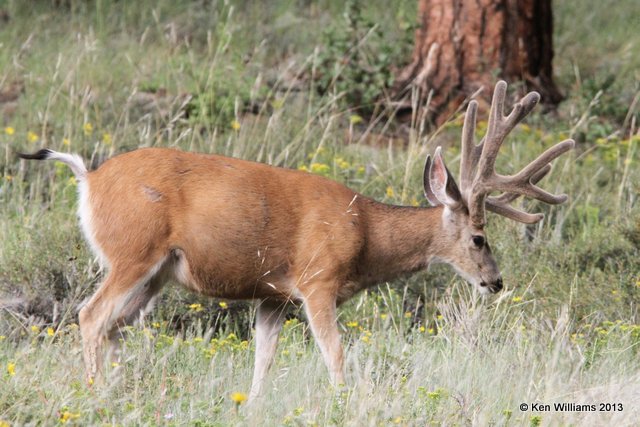 Mule Deer buck, Rocky Mt National Park, CO, 8-5-13, Ja_37430.jpg