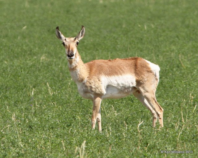 Pronghorn Antelope doe, N. of Riverton, WY, 7-31-13, Ja_35715.jpg