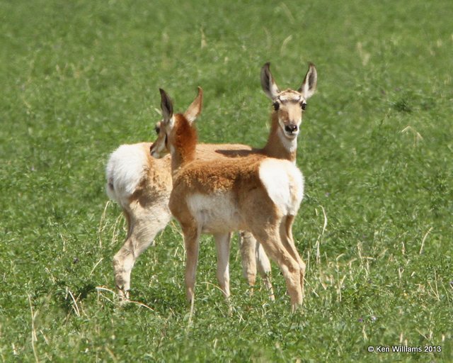 Pronghorn Antelope, N. of Riverton, WY, 7-31-13, Ja_35721.jpg