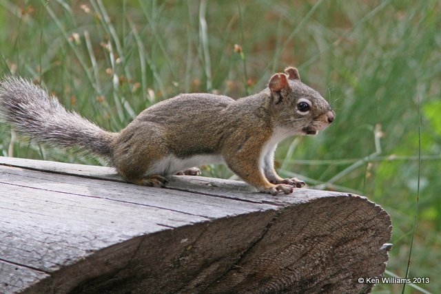 American Red Squirrel, Tamiasciurus hudsonicus, Rocky Mt NP, CO, 8-7-13, Ja_017238.jpg