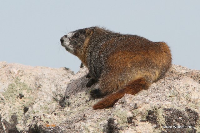 Yellow-bellied Marmot, Rocky Mt National Park, CO, 8-5-13, Ja_37474.jpg