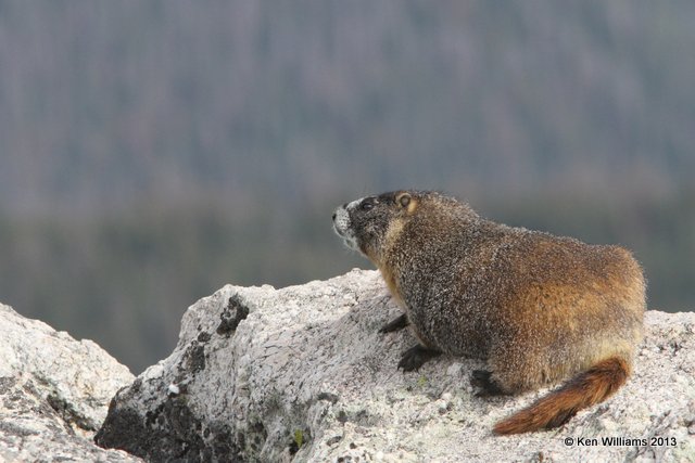 Yellow-bellied Marmot, Rocky Mt National Park, CO, 8-5-13, Ja_37480.jpg