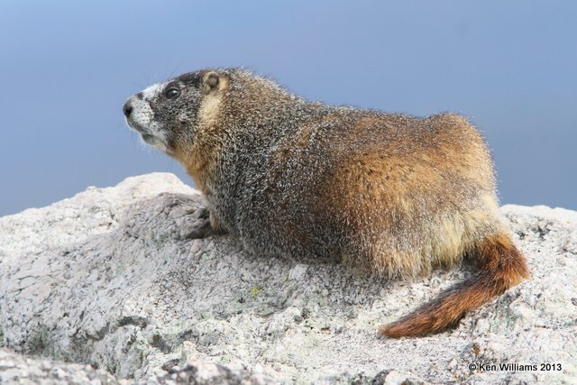 Yellow-bellied Marmot, Rocky Mt National Park, CO, 8-5-13, Ja_37489.jpg