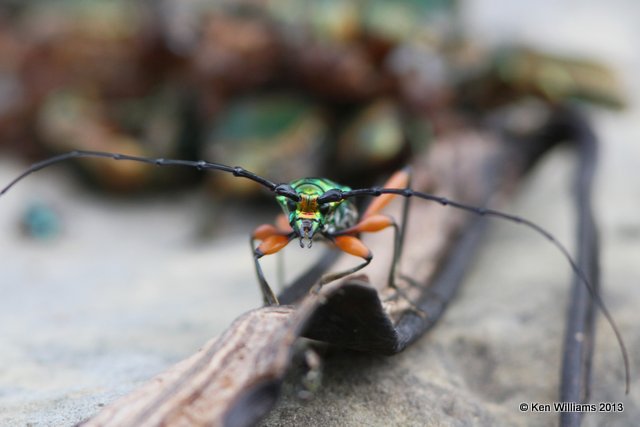 Bumelia Borer Longhorn Beetle, Plinthocoelium suaveolens, Owasso yard, Rogers Co, OK, 8-22-13, Ja_018713.jpg