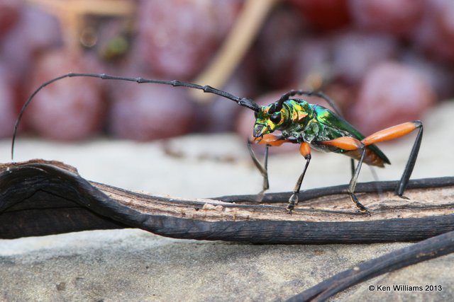Bumelia Borer Longhorn Beetle, Plinthocoelium suaveolens, Owasso yard, Rogers Co, OK, 8-22-13, Ja_018731.jpg