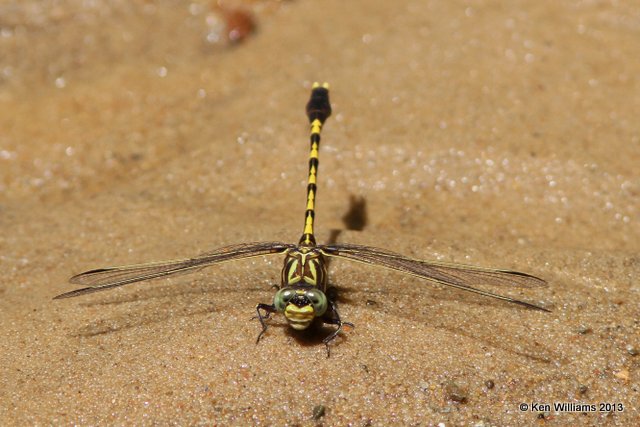Common Sanddragon, Vensel Creek, Tulsa Co, OK, 7-24-13, Ja_017228.jpg