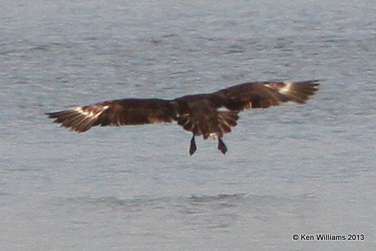 South Polar Skua, Lake Overholster, Oklahoma City, OK, 8-9-13, Ja_017375.jpg