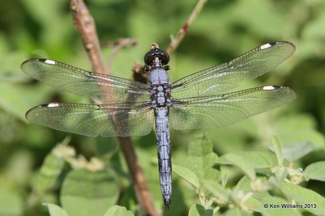 Spangled Skimmer male, Stillwater Creek, Sequoyah Co, OK, 8-14-13, Ja_018293_91.jpg