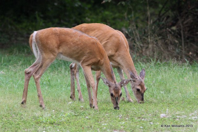 White-tailed Deer does, Oxley Nature Center, Tulsa Co, OK, 8-23-13, Ja_018962.jpg