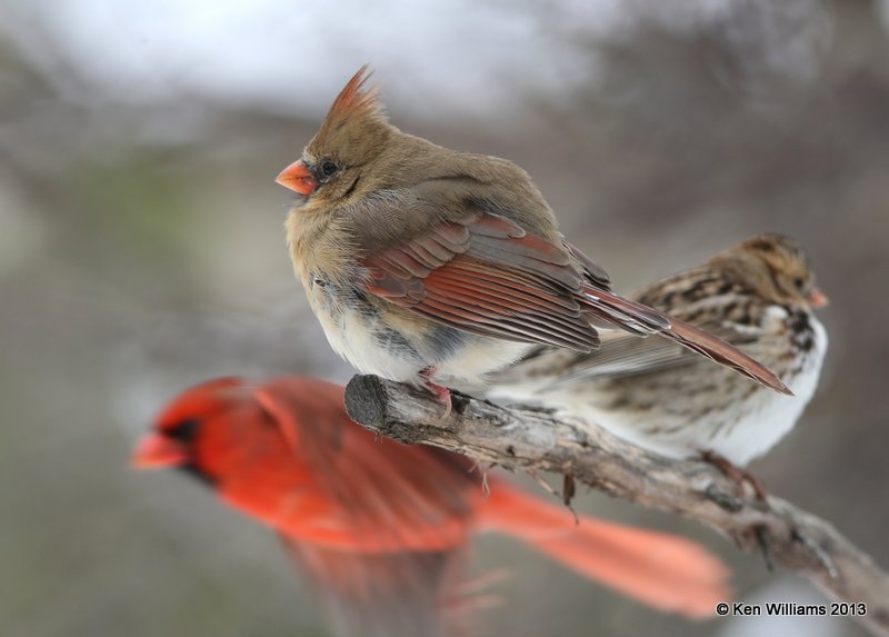 Northern Cardinal female, Rogers Co. yard, OK, 12_06_2013_Jp_00575.JPG