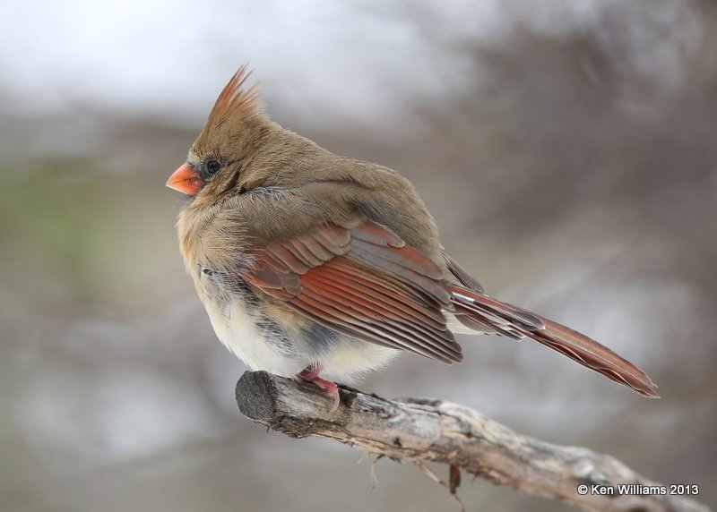 Northern Cardinal female, Rogers Co. yard, OK, 12_06_2013_Jp_00577.JPG