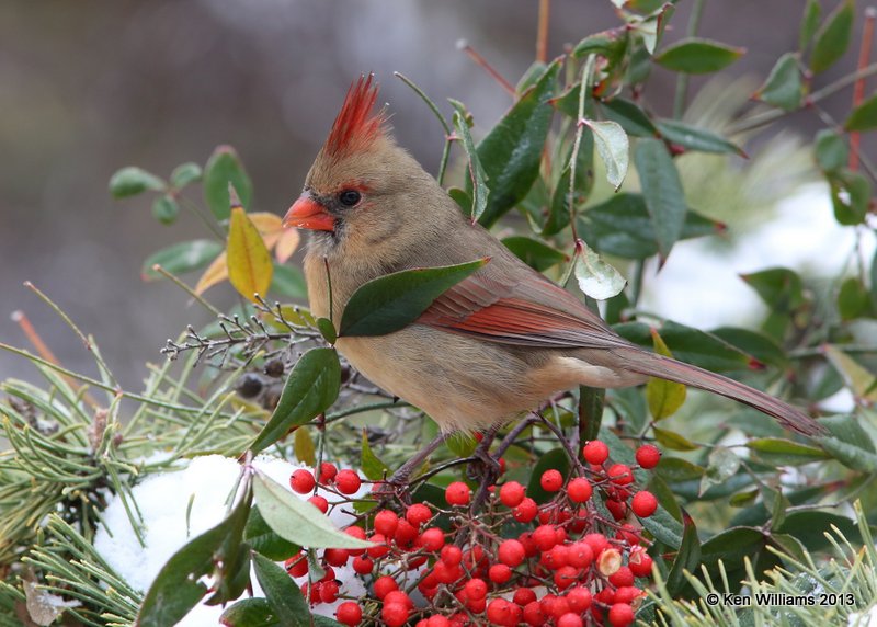 Northern Cardinal female, Rogers Co. yard, OK, 12_08_2013_Jp_00890.JPG