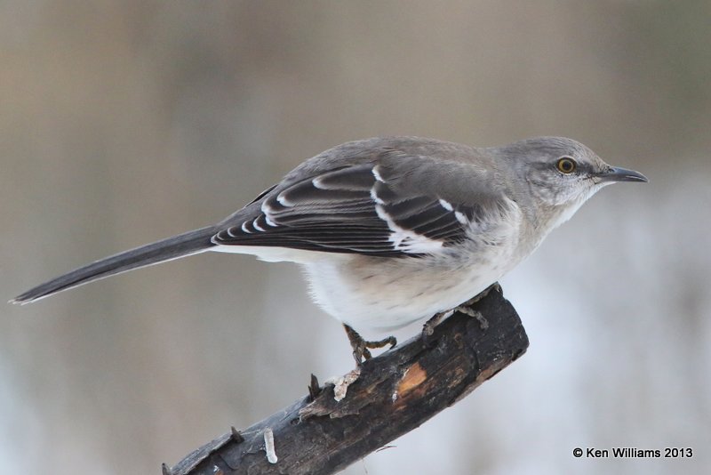 Northern Mockingbird, Rogers Co. yard, OK, 12_06_2013_Jp_00687.JPG