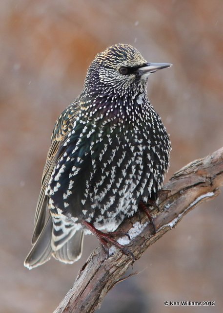 European Starling, Rogers Co. yard, OK, 12_06_2013_Jp_00565.JPG