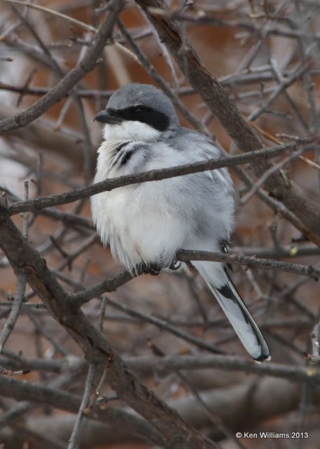 Loggerhead Shrike, Rogers Co. yard, OK, 12_08_2013_Jp_01020.JPG