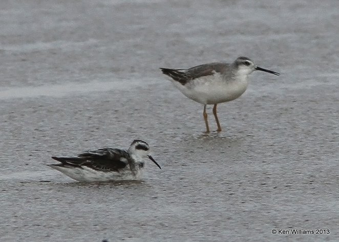 Red-necked Phalarope molting juvenile - left & Wilson's Phalarope - right, Salt Plains, Alfalfa Co, OK, 9-27-13, Ja 39245     