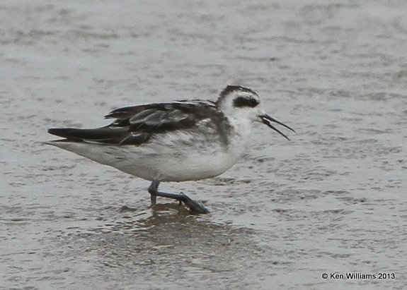 Red-necked Phalarope molting juvenile, Salt Plains, Alfalfa Co, OK, 9-27-13, Ja3_39261.jpg