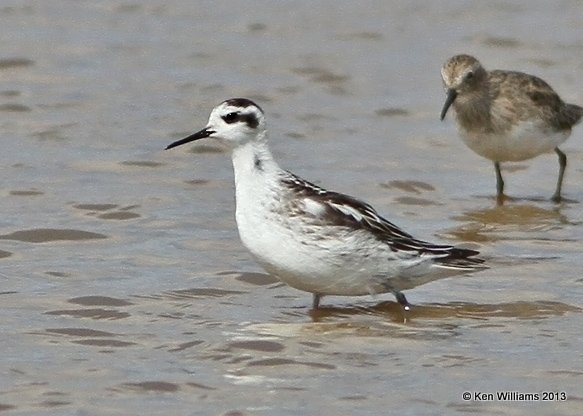 Red-necked Phalarope molting juvenile, Salt Plains, Alfalfa Co, OK, 9-27-13, Ja3_39411.jpg