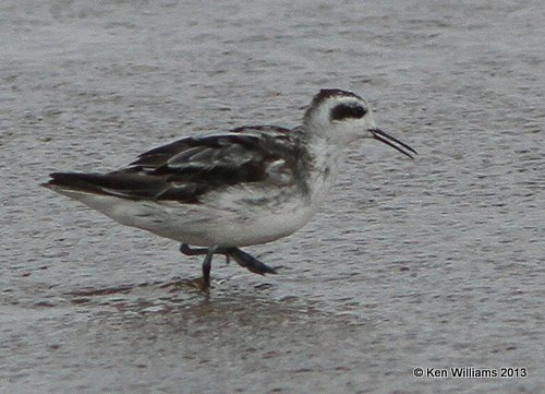 Red-necked Phalarope molting juvenile, Salt Plains, Alfalfa Co, OK, 9-27-13, Jpas_39250.jpg