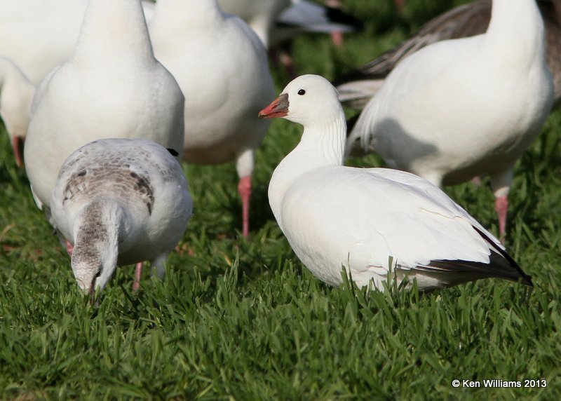 Ross's Geese, white juvenile left and adult, Sequoyah NWR, OK, 11-15-13, Jp_0527.jpg