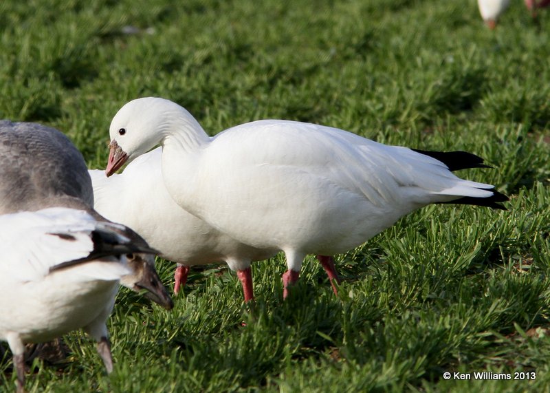 Ross's Goose, white adult, Sequoyah NWR, OK, 11-15-13, Jp_0624.jpg