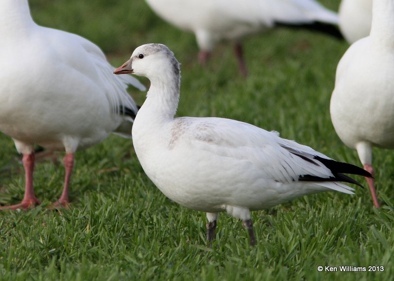 Ross's Goose, white juvenile, Sequoyah NWR, OK, 11-15-13, Jp_0648.jpg